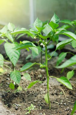 Serada biber yetiştiriciliği. - Resim