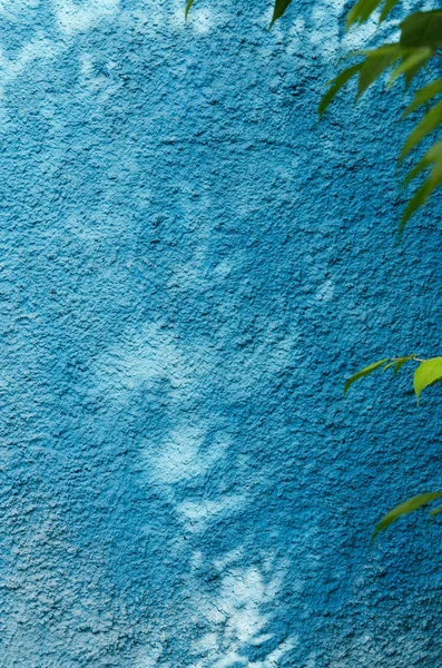 Shadow of the leaves on a blue wall. - Image