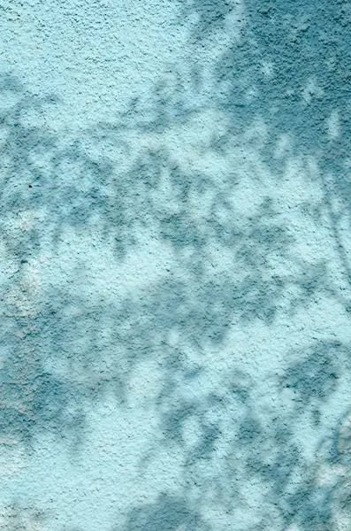 Mavi Duvardaki Yaprakların Gölgesi Resim — Stok fotoğraf