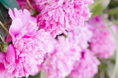 Güzel pembe şakayık çiçekleri kapatın. Doğal arka plan. - Resim