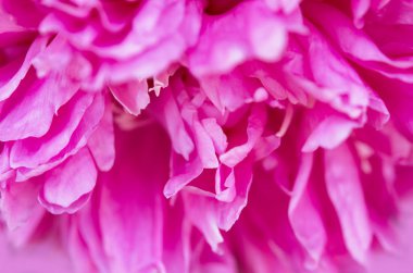 Güzel pembe şakayık çiçek yakın. Doğal arka plan. - Resim