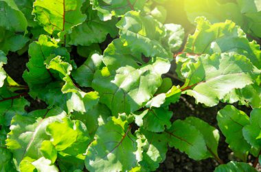 Yeşil genç pancar organik çiftlikte büyüme bırakır. -Görüntü