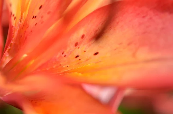 Close Beautiful Lily Flower Macrophotography Image — Stock Photo, Image