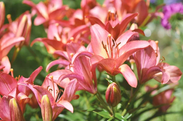Прекрасна Квітка Лілії Фоні Зеленого Листя Зображення — стокове фото