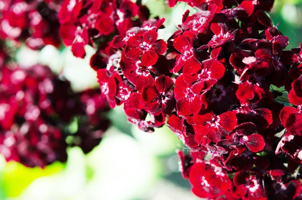 Bahçede Açan Güzel Çiçekler Yumuşak Bir Odak Ile Pitoresk Renkli — Stok fotoğraf