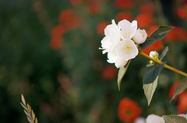 Belles Fleurs Fleurissant Dans Jardin Une Image Artistique Pittoresque Colorée — Photo