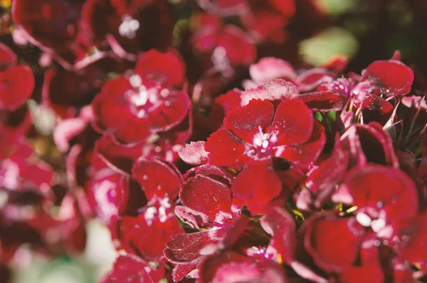 Bahçede Açan Güzel Çiçekler Yumuşak Bir Odak Ile Pitoresk Renkli — Stok fotoğraf