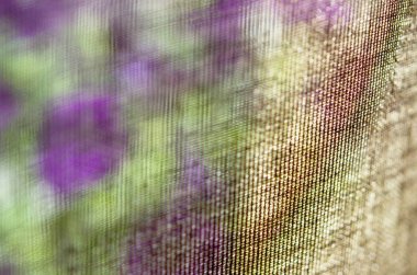 Perdenin arkasındaki pencere üzerinde Petunia çiçekleri. -Görüntü