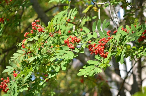 Rowan Branch Bunch Red Ripe Berries Image — Stock Photo, Image