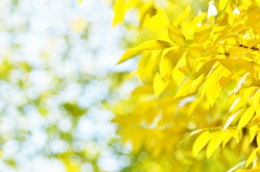 Parlak sonbahar doğal ortamda yaprakları. -Görüntü