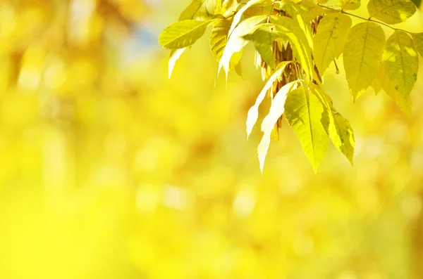Autumn leaves on the sun. Fall blurred background. - Image