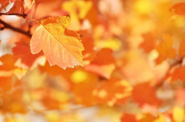 Herfst Bladeren Zon Onscherpe Achtergrond Vallen Image — Stockfoto