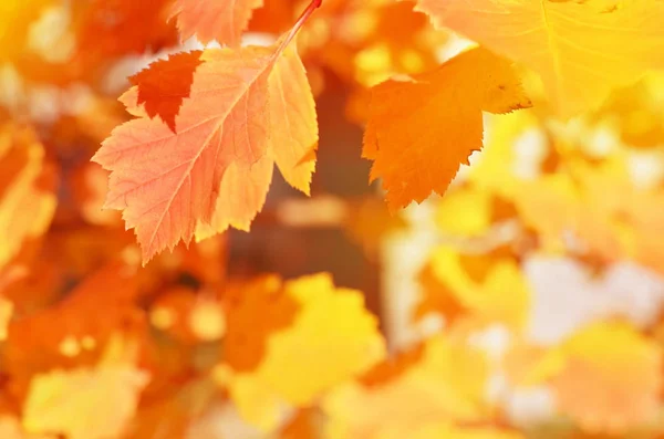 Herfst Bladeren Zon Onscherpe Achtergrond Vallen Image — Stockfoto