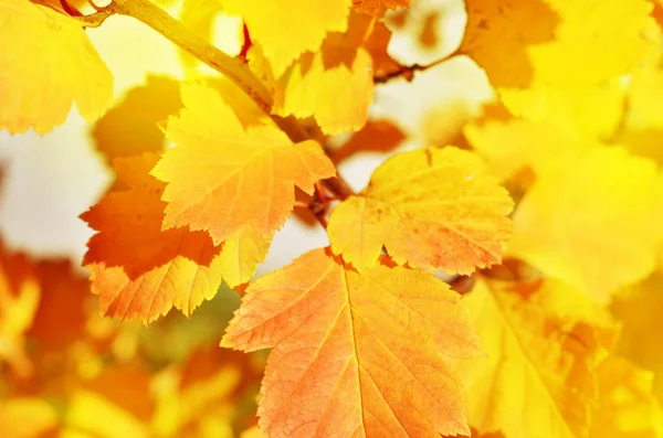Heldere Herfst Bladeren Natuurlijke Omgeving Image — Stockfoto