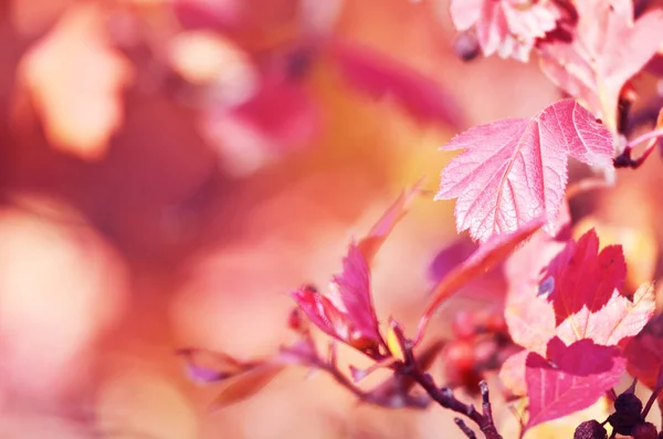 Herfst Bladeren Zon Val Onscherpe Achtergrond Afbeelding — Stockfoto