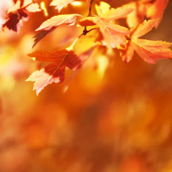 Herfst Bladeren Zon Onscherpe Achtergrond Vallen Image — Stockfoto