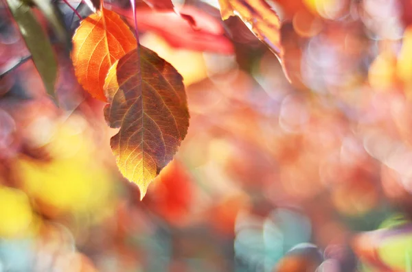 Herfst Bladeren Zon Onscherpe Achtergrond Vallen Image — Stockfoto