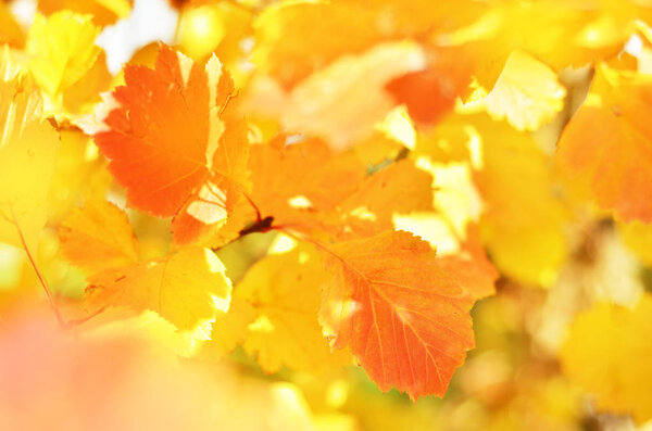 Bright autumn leaves in the natural environment. - Image