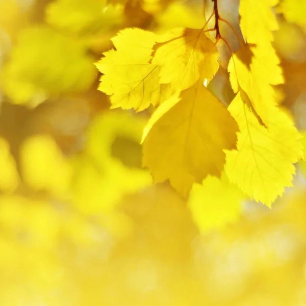 Herfst Bladeren Zon Onscherpe Achtergrond Vallen Image — Stockfoto