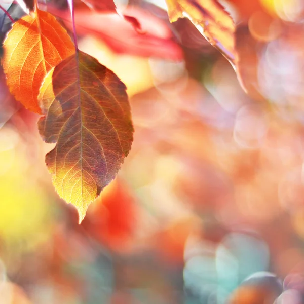 Herfst Bladeren Zon Onscherpe Achtergrond Vallen Image — Stockfoto