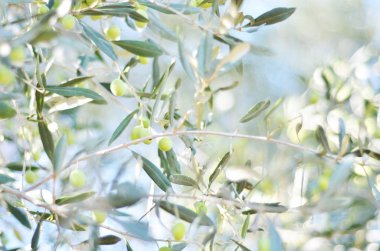 Akdeniz bahçesinde yetişen çiğ olgun taze zeytin. - Resim