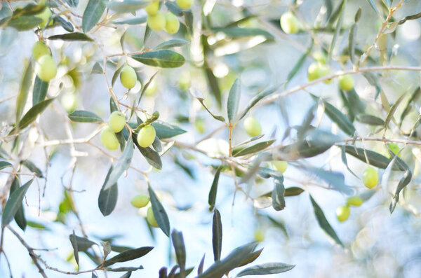 Сырые свежие оливки, растущие в средиземноморском саду. - Образ
