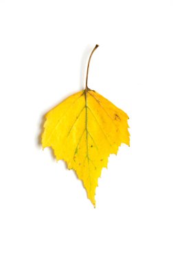 Sonbahar yaprağı beyaz arka plan üzerinde izole. - Resim
