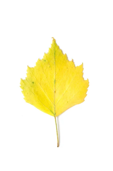 白い背景に孤立した秋の葉 — ストック写真