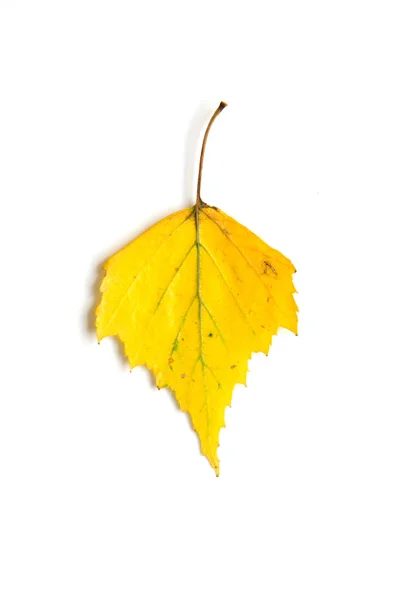 Herfst Blad Geïsoleerd Witte Achtergrond Image — Stockfoto