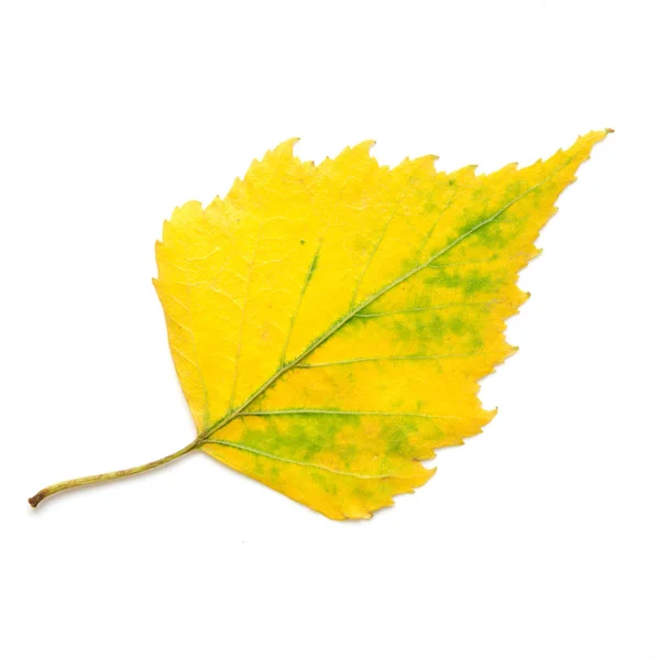 Autumn Leaf Isolated White Background Image — Stock Photo, Image