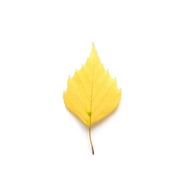白い背景に孤立した秋の葉 — ストック写真