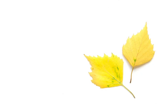 Gelbe Herbstblätter Isoliert Auf Weißem Grund Kopierraum Ansicht Von Oben — Stockfoto