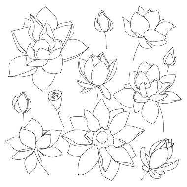 Nilüfer çiçeği seti. Siyah beyaz çizgili, çiçek desenli botanik koleksiyonu. - Vektör illüstrasyonu