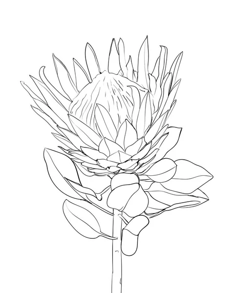 Protea Flower Line Drawing Exotic Tropical Flowers Vector Illustration — Stock Vector