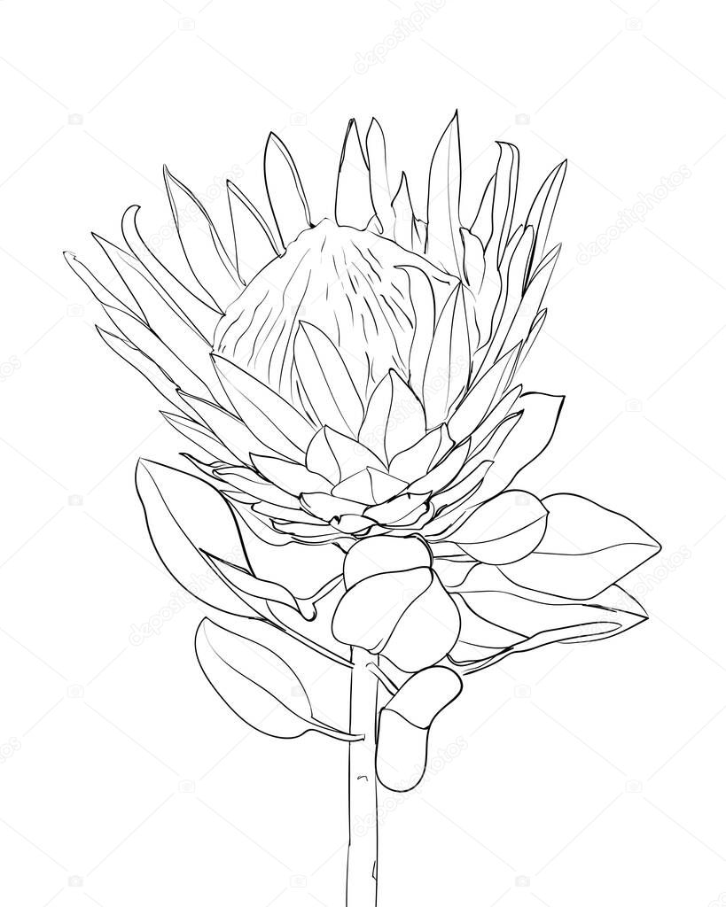 Protea flower line drawing. Exotic tropical flowers. - Vector illustration