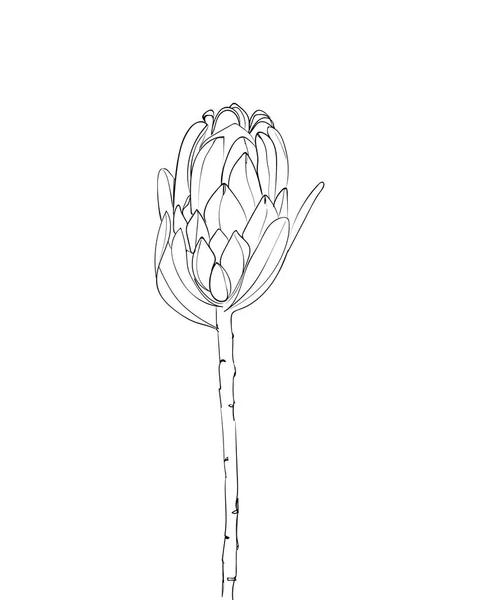 Dibujo Línea Flores Protea Flores Tropicales Exóticas Ilustración Vectorial — Vector de stock