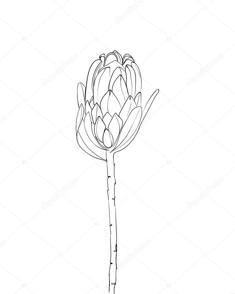 Protea flower line drawing. Exotic tropical flowers. - Vector illustration