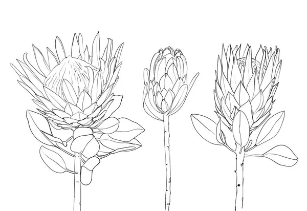 Protea Egzotik Tropik Çiçek Koleksiyonu Çizgi Sanatı Baskı Tekstil Kartlar — Stok Vektör