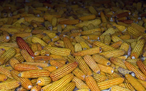 Séchage du maïs dans une ferme — Photo