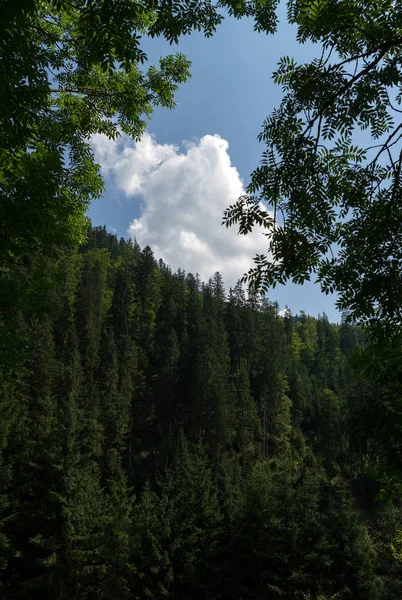 Bewolkte hemel omlijst door bomen in bos-berg — Stockfoto