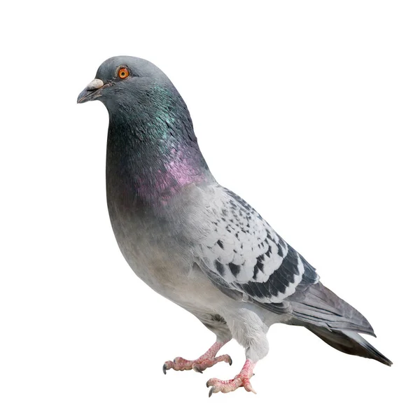 Pigeon sauvage de haute qualité isolé sur fond blanc — Photo