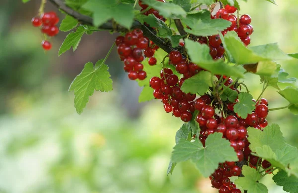Horizontal photo of Red currant berries plant branch