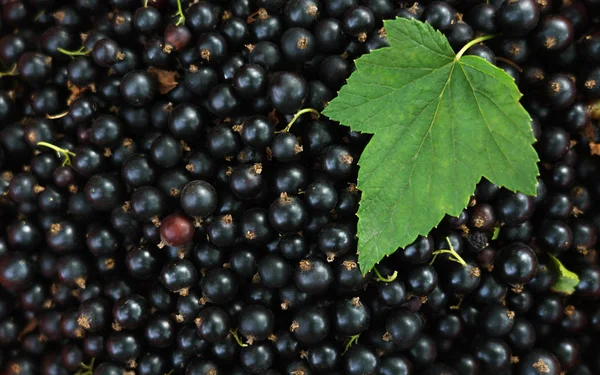 Kopya alanı ile üstüne Blackcurrant ve yeşil yaprak üst görünümü — Stok fotoğraf