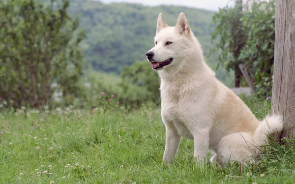 Beżowy męski pies laika siedzący na wolnym powietrzu — Zdjęcie stockowe