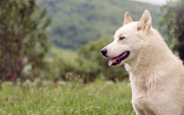 Doğada sibirya Laika köpek açık — Stok fotoğraf