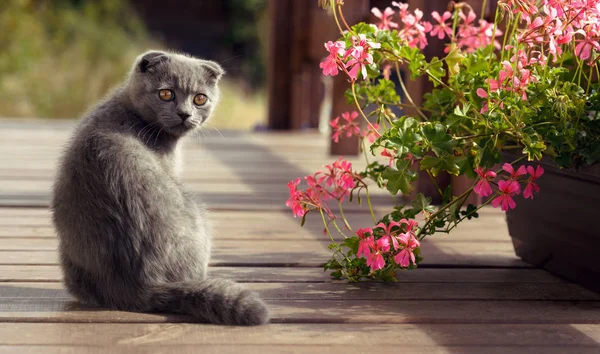 Gris escocés plegable gatito jugando al aire libre con rosa flores pot — Foto de Stock