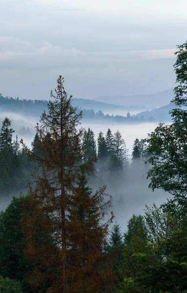 Shot van Morning Foggy dennenbossen op Karpaten bergen — Stockfoto