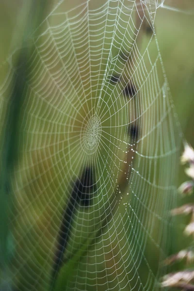 Damaged wet Spider web with rain drops — Stock Photo, Image