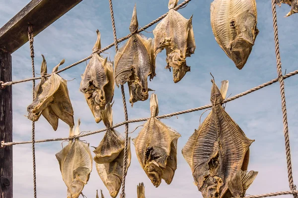 Flatfish Hanging Ropes Drying Exellers Seafood Liseleje Denmark Juli 2018 — стоковое фото