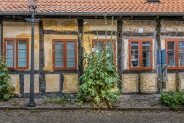 Danimarka 'nın Faaborg şehrinde 16 Ağustos 2020' de yenilenmiş eski bir ahşap evin önünde beyaz gülhatunlar.